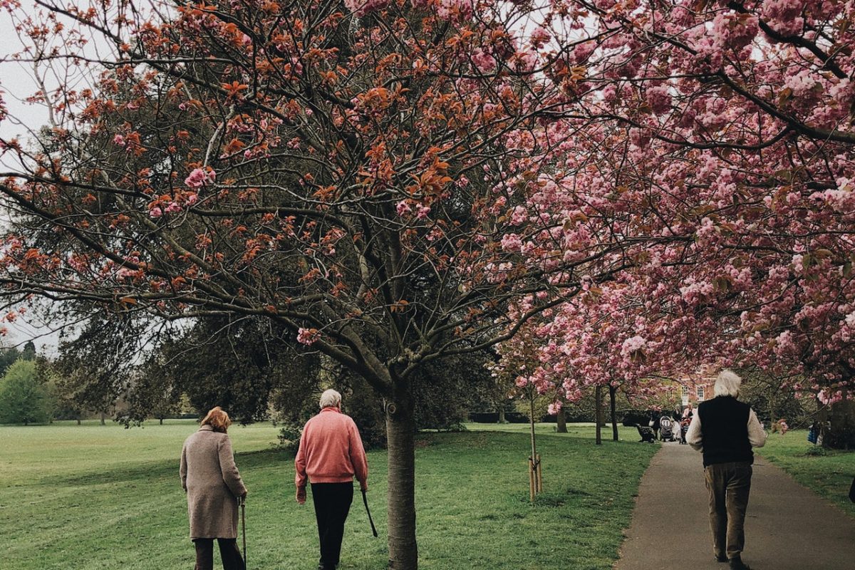 beautiful-blooming-branches-2253911